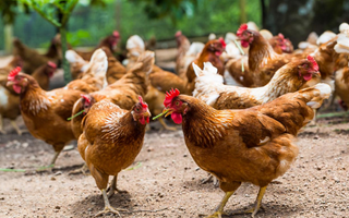 Une production locale de poulet encore faible