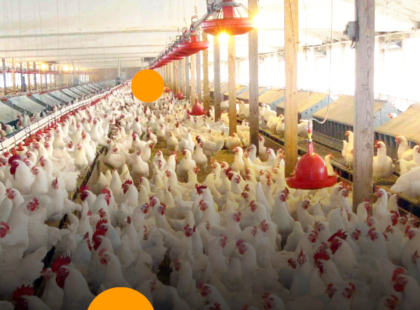 🌟 GFC : Un Partenaire Fiable pour les Éleveurs de Poulets au Cameroun 🐔